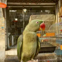 جوجه شاه طوطی نر چیکو سخنگو رام دستی شاه تخم سلامت|پرنده|تهران, سلسبیل شمالی|دیوار