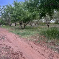 باغ بادام شوراب صغیر منطقه پل زمانخان|فروش دفتر صنعتی، کشاورزی، تجاری|سامان, |دیوار