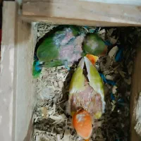 کوتوله اوپال و عروس زیبا|پرنده|رشت, پاره بیجار|دیوار