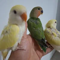 طوطی برزیلی|پرنده|کرمانشاه, |دیوار