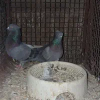 یجفت سور یجفت سبز کلایی