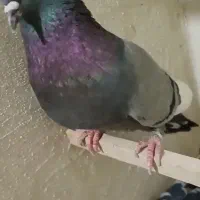 کفتر گمشده مژدگانی خوب|پرنده|شهریار, شهرک بهاران (ویره)|دیوار