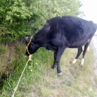 گاو ماده هولشتاین