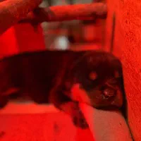 روتوایلر|سگ|قائم‌شهر, |دیوار