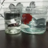 فروش ماهی فایتر نر وماده عمده وتکی