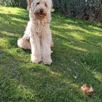 واگذاری رایگان