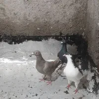 پرنده گرفتنی