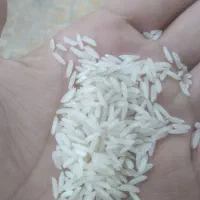 برنج شیرودی