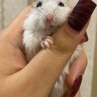 دوعدد همستر کمپل نروماده جدا هم ب فروش میرسه