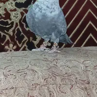 پرنده نقره ای