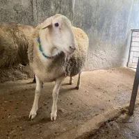 فروش گوسفند قوچ لاکروف چند قلو زای|حیوانات مزرعه|بابکان, |دیوار