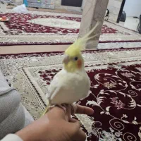 عروس هلندی ماده