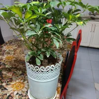 شفلرا پتوس ترکیبی  سبز و نئون شامادورا