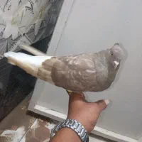 قهویی دومسفید