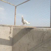 کبوتر درجه یک