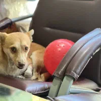 واگذاری سگ بسیارمهربون میکس اشپیتز تریر|سگ|باغستان, |دیوار