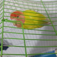 کوتوله برزیلی|پرنده|شیراز, شهرک مطهری|دیوار