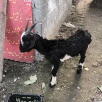 بزغاله بز ترکمن قوچ نر|حیوانات مزرعه|دابودشت, |دیوار