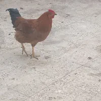 خروس محلی|حیوانات مزرعه|رباطکریم, شترخوار|دیوار