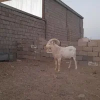 نربز سانن صددرصد خالص ..راور|حیوانات مزرعه|راور, |دیوار