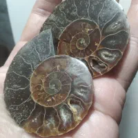 آمونیت ۶۵ میلیون ساله اصلی و به ضمانت|جواهرات|رامسر, |دیوار