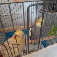 جفت عروس هلندی|پرنده|آستارا, |دیوار