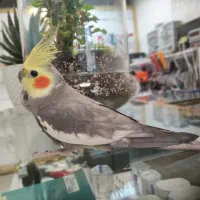 عروس هلندی نر یکساله سخنگو