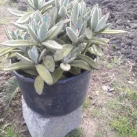 انواع کاکتوس وساکولنت