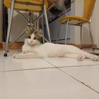 واگذاری گربه حمایتی با تجهیزات