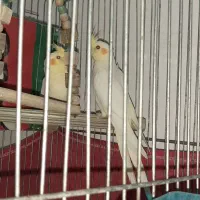 جوجه عروس هلندی لوتینو