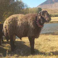 قوچ  میش   بز   بره   سگ