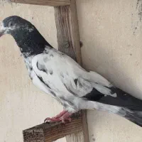 یه چند عدد کبوتر اصل پاکستانی