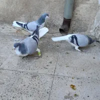 بدرنگ ماده|پرنده|الوند, |دیوار