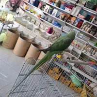 جوجه شاه طوطی ۵ ماهه|پرنده|فردیس, شهرک وحدت|دیوار