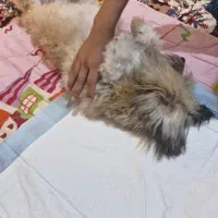 سگ شیتزو نر