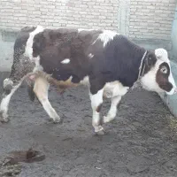 گوساله نر سیمینتال|حیوانات مزرعه|قشلاق دشت, |دیوار