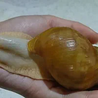 حلزون|خزنده|تهران, نازیآباد|دیوار