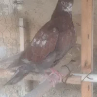 کبوتر کفتر جوجه ماده
