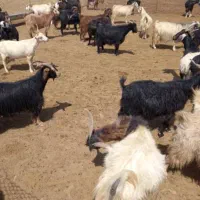 50عدد بز زاییده کهره درشت|حیوانات مزرعه|لنده, |دیوار