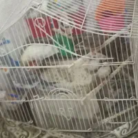 پرنده جدا گانه یا باهم