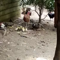 تخم اردک اسراییلی ومرغ|حیوانات مزرعه|رضوانشهر, |دیوار