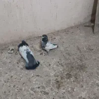 طوقی کاکلی و کله دم سبز|پرنده|همدان, |دیوار