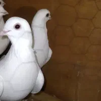 قرمیزی گوز کبوتر نر فوق‌العاده