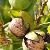 برداشت گردو|خدمات باغبانی و درختکاری|خسروشاه, |دیوار