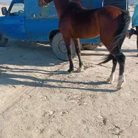 اسب نریان کورسی|اسب و تجهیزات اسبسواری|جیرفت, |دیوار