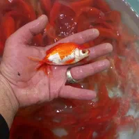 گلدفیش مولد|ماهی|اصفهان, باب الدشت|دیوار