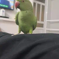 طوطی ملنگو سخنگو نر