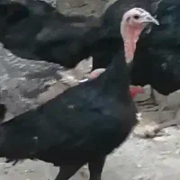 بقلمون پنج ماهه