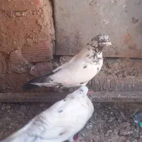 600000|پرنده|زرند, |دیوار