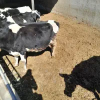 گاوشیری|حیوانات مزرعه|جوادآباد, |دیوار